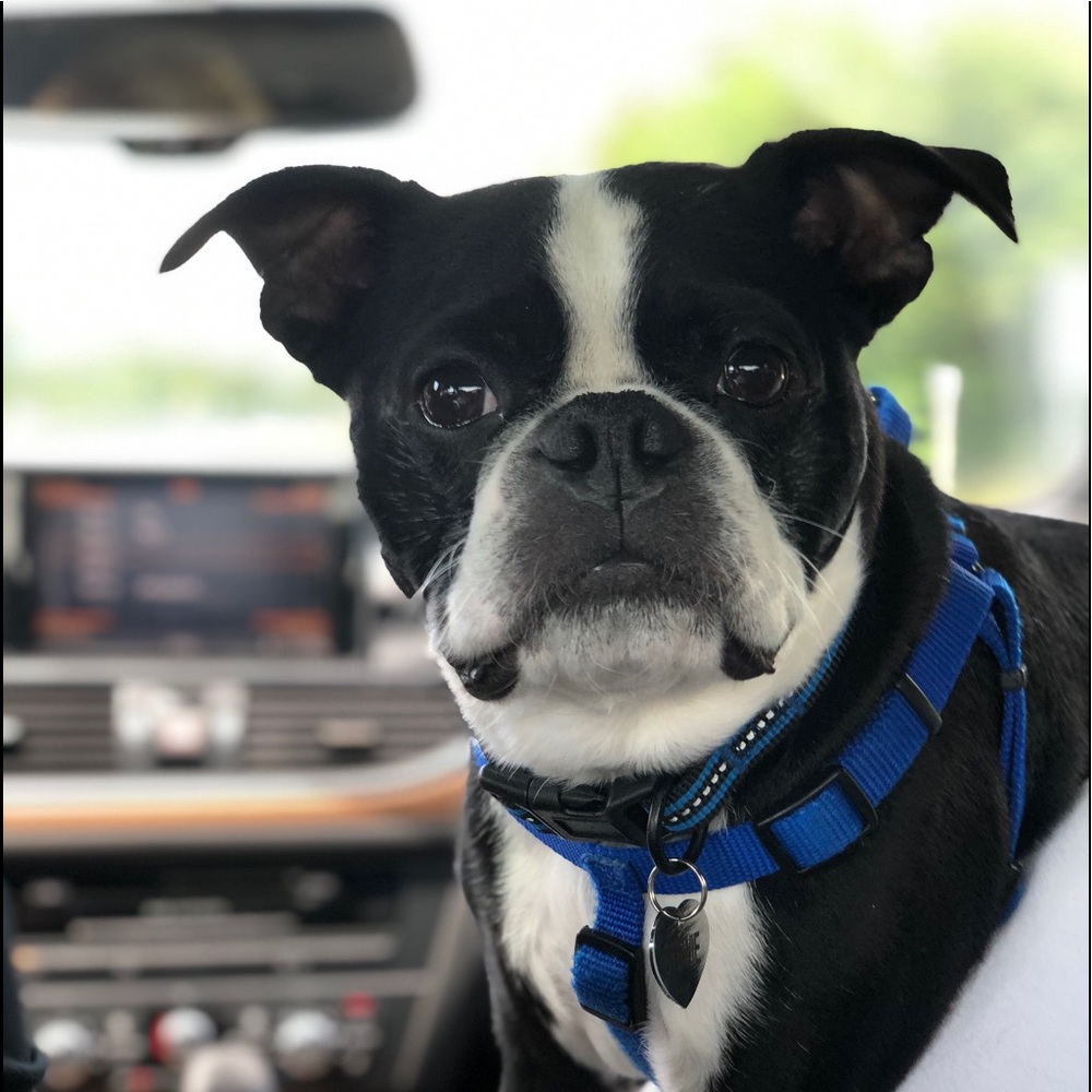 Meet your Posher, Asturmy